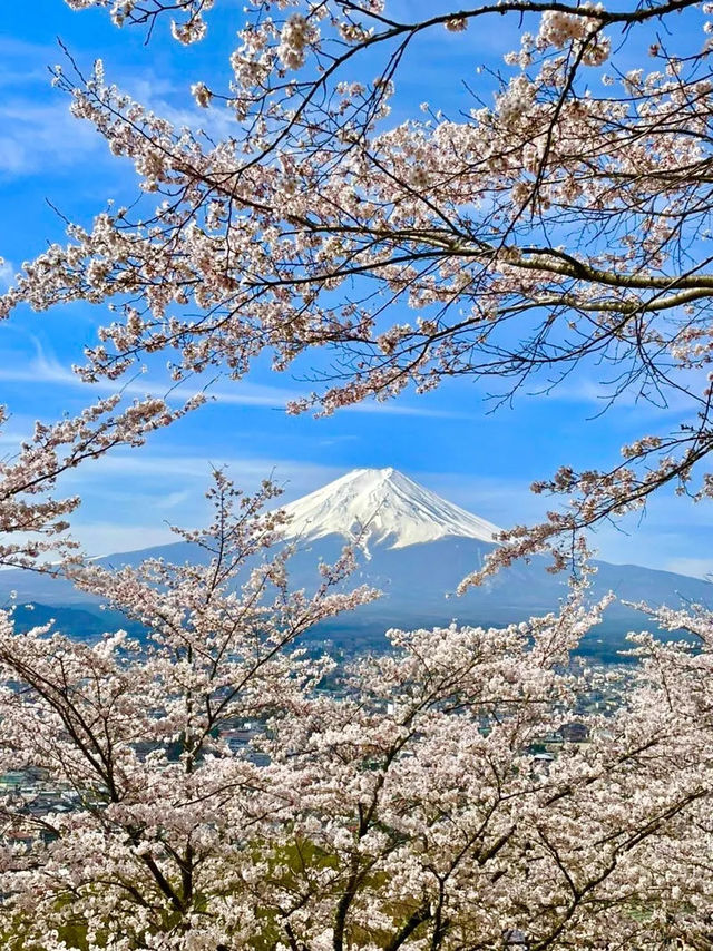 【新倉富士浅間公園/山梨県】ミシュランにも掲載！絶景の桜と富士山