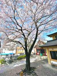 【浅草富士浅間神社/東京都】浅草の富士遥拝と桜