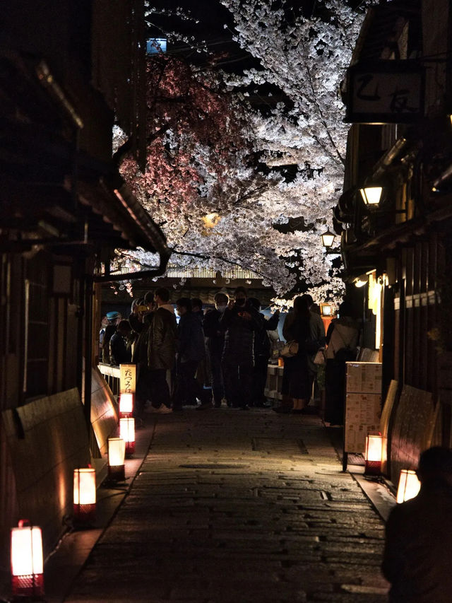 【京都×桜】京都市内無料で満喫No.1ライトアップスポット✨ ※撮影ポイントマップ付き
