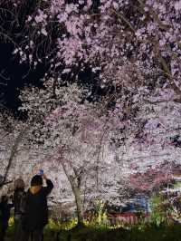 【京都×桜】江戸時代から伝わる夜桜✨京都市内でも珍しい「桜×菜の花」が見れる神社を紹介⛩️
