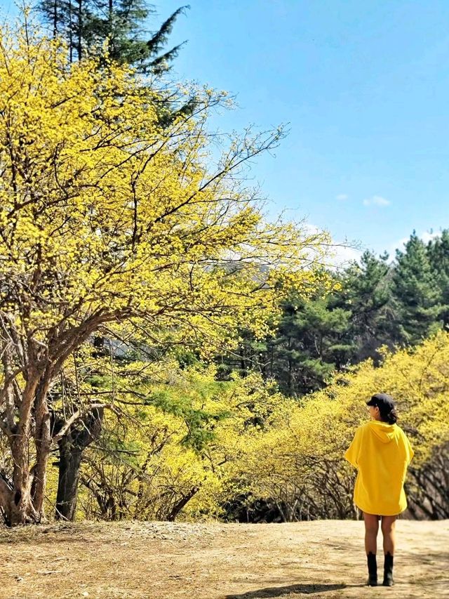 노랑노랑 예쁜 시크릿 산수유마을은 여기💛