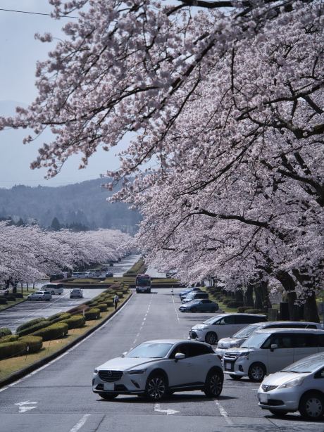無料で楽しめる😍高台から見下ろす圧巻の桜並木🌸 | Trip.com 小山町