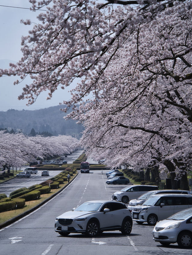 無料で楽しめる😍高台から見下ろす圧巻の桜並木🌸