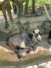 越南富國島親子景點｜珍珠野生動物園 Vinpearl Safari Phu Quoc 