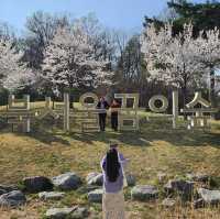 서울 벚꽃놀이는 북서울꿈의숲으로~🌸