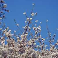 🌸 봄의 향연, 삼도일동에서 느끼는 제주의 봄