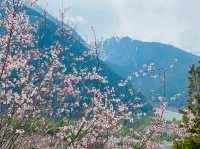 Cherry blossoms adorning the landscape.