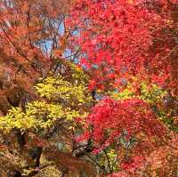 成田公園的秋天