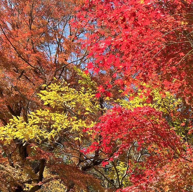 成田公園的秋天