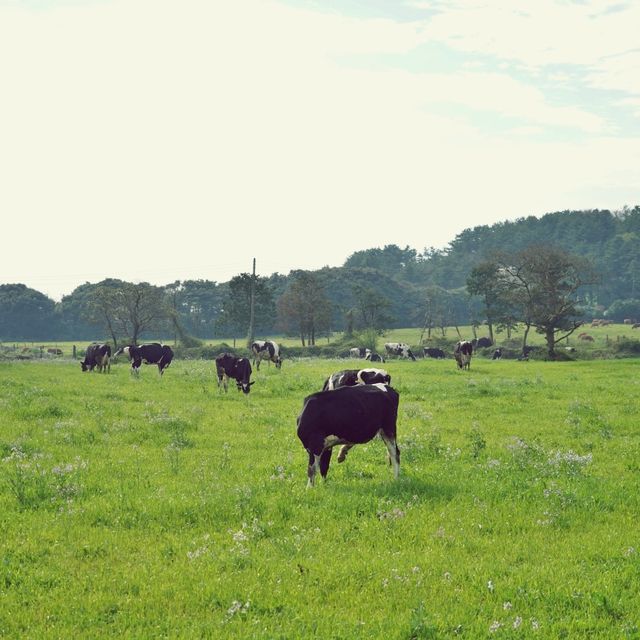 🌾 성이시돌목장, 제주 녹색의 풍경과 역사를 품은 곳