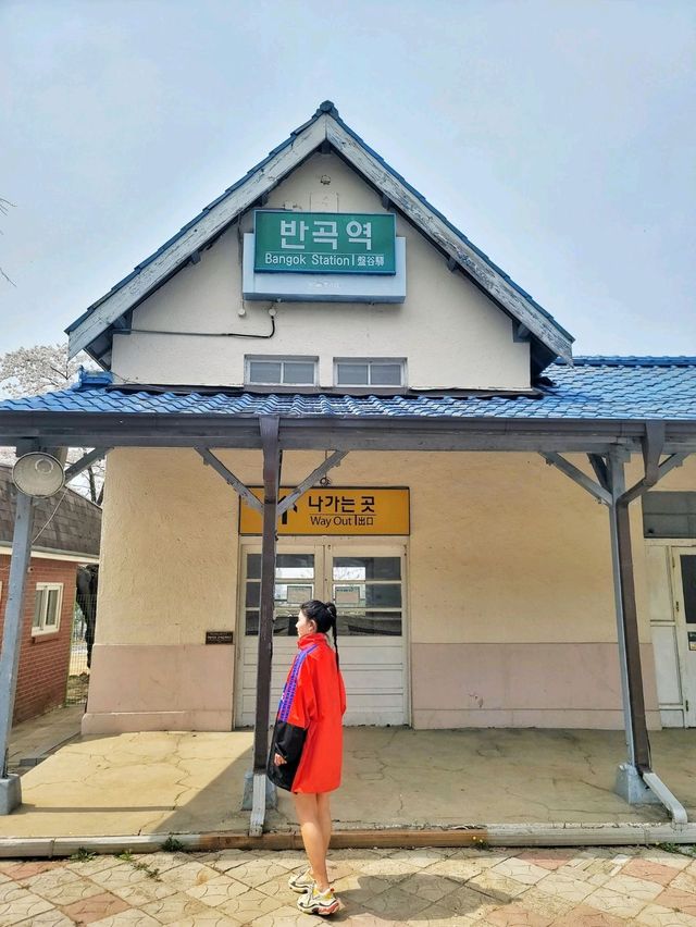 원주 벚꽃명소 반곡역🌸