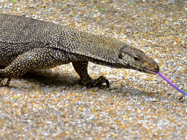 Singapore Zoo