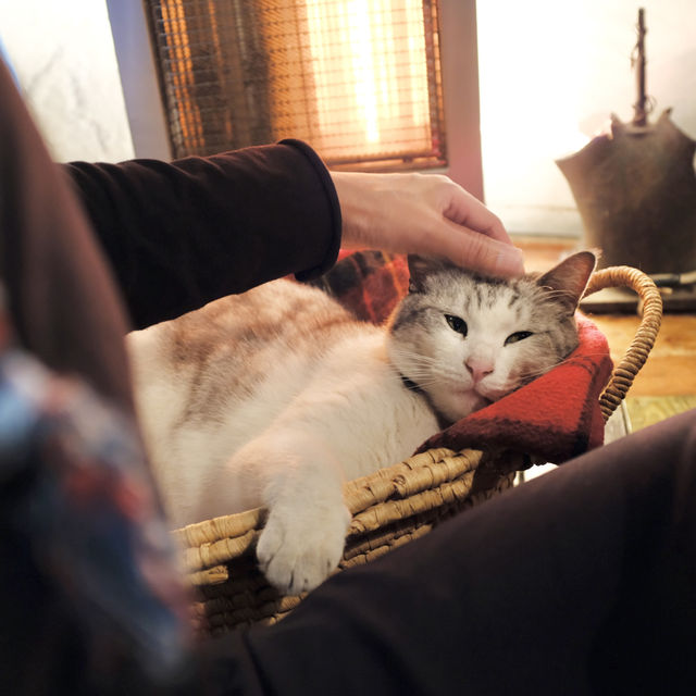 고양이 카페로 불리는 입구가 특이한 도쿄 카페 - 무기마루
