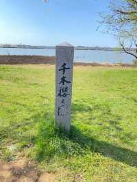 【2024年桜】石川県の木場潟公園