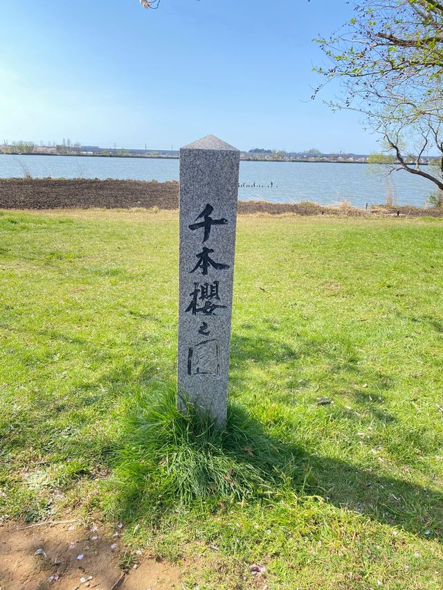 【2024年桜】石川県の木場潟公園