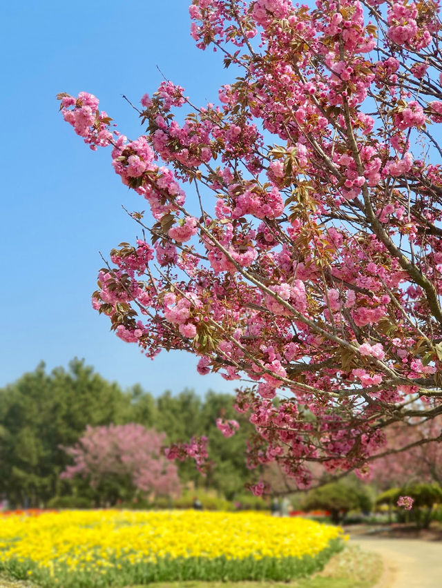Korea Flower Park