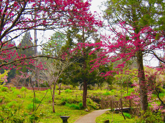 Cherry blossom is truly unmatched 🌸🇹🇼🌸