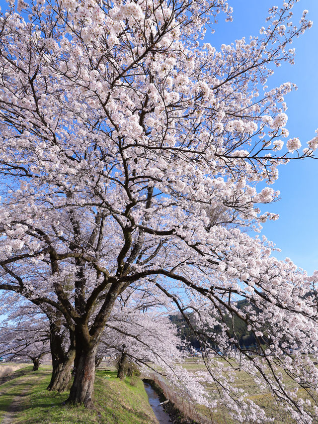 【栃木】田園風景の中に咲く桜
