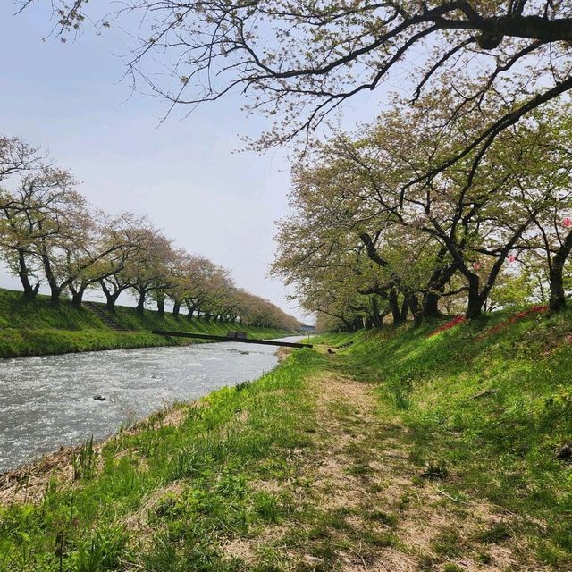 Sakura tree at Toyama