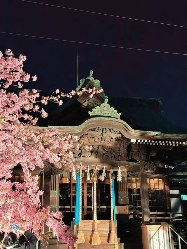 【東京】混雑回避!!ライトアップな河津桜を見に行こう🌸