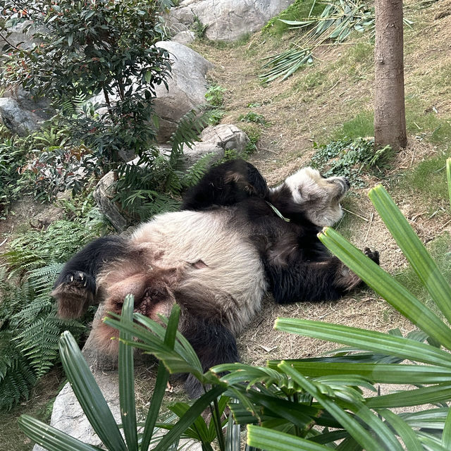 Ocean park Hong Kong