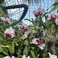 景點-新加坡🇸🇬三大植物園［濱海灣花園雲霧林、花穹、胡姬花園］