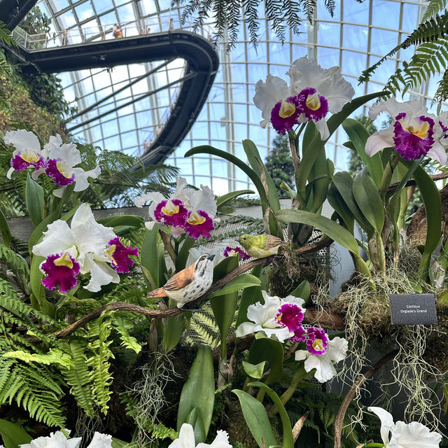 景點-新加坡🇸🇬三大植物園［濱海灣花園雲霧林、花穹、胡姬花園］