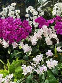 World of Phalaenopsis in countryside 🌹💐🌸