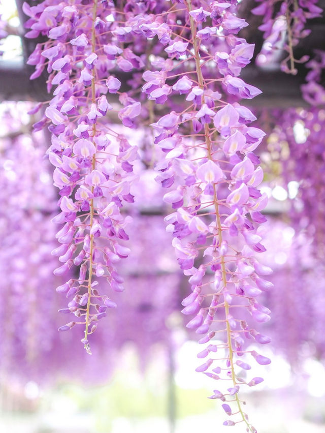 【大宮】ランタンの回廊がかわいい🏮青葉園