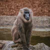 九州自然動物公園：近距離觀賞野生動物，感受原始自然王國