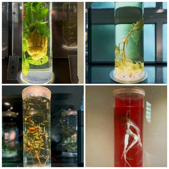 ✨廣州~廣東中醫藥博物館✨