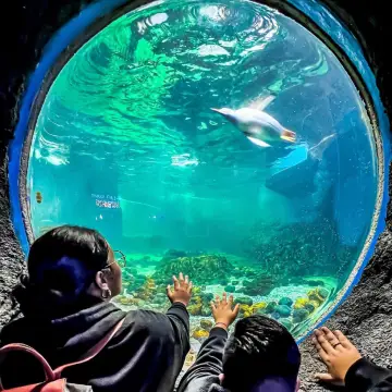 SEA LIFE Sydney Aquarium Delights Our Family!