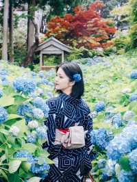 ここ知ってる？？【死ぬまでに見たい絶景】男鹿の紫陽花寺　雲昌寺🫧🫧