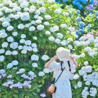【神奈川】無料あじさいスポット！