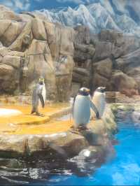 พาไปดูแพนกวินจากขั้วโลกใต้ที่ฮ่องกงกัน 🐧