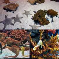 曼谷景點：SEA LIFE Bangkok Ocean World，適合家庭旅遊