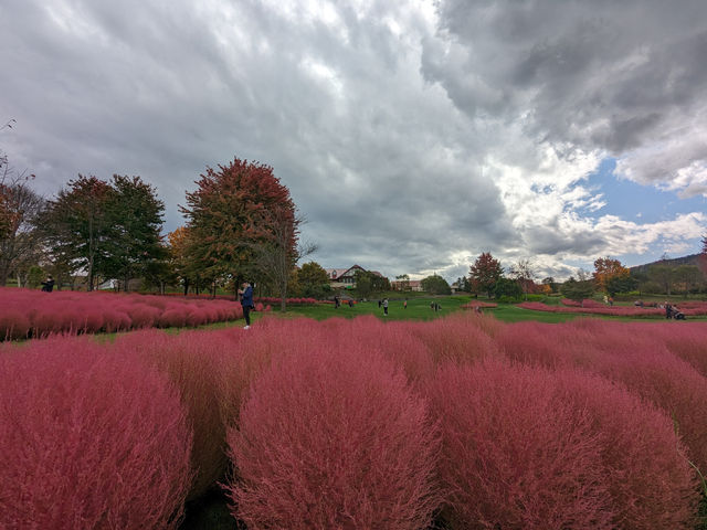 日本北海道-上萬株由綠轉紅的可愛波波草：由仁花園 Yuni Garden