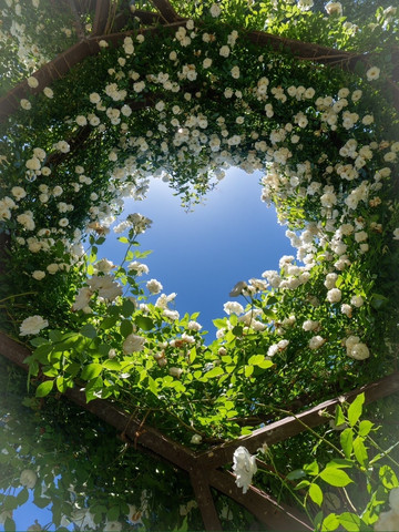 Osaka Prefecture~ Osaka Nagai Botanical Garden where 3,500 roses