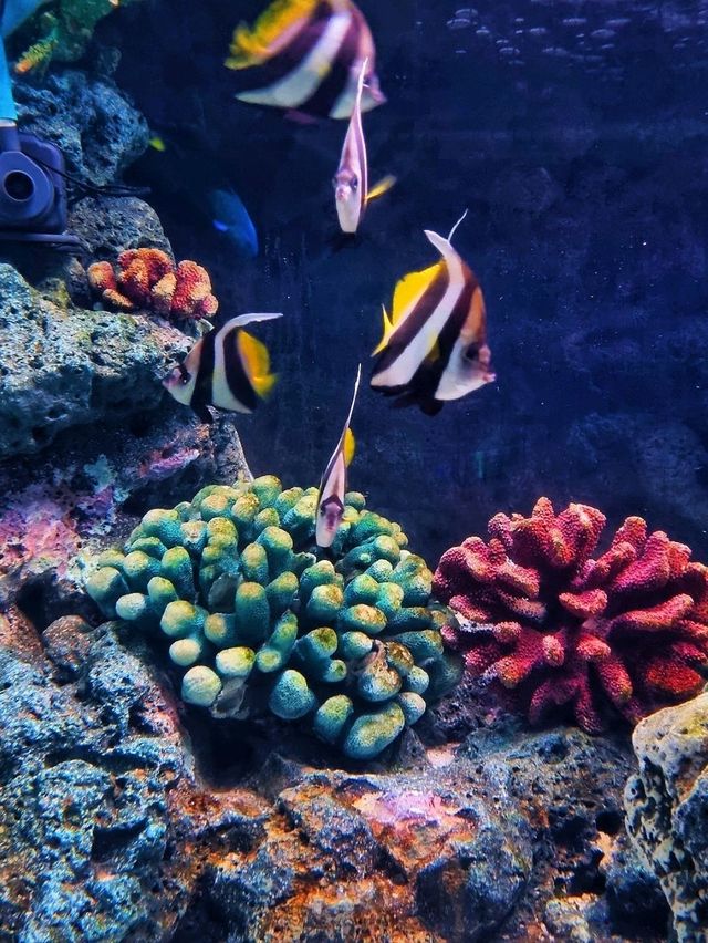 𝐁𝐚𝐧𝐠𝐬𝐚𝐞𝐧 𝐀𝐪𝐮𝐚𝐫𝐢𝐮𝐦 🐟🐠