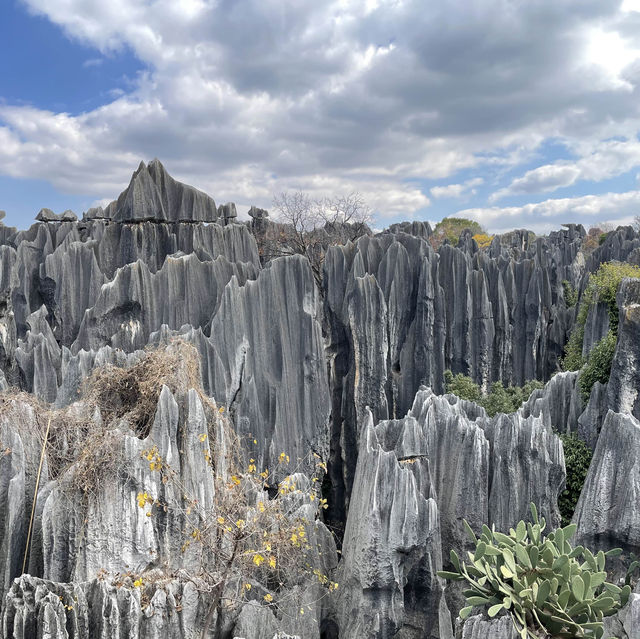 How a bout a stone forest?