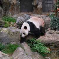 ดูแพนด้าที่ Ocean Park Hongkong 