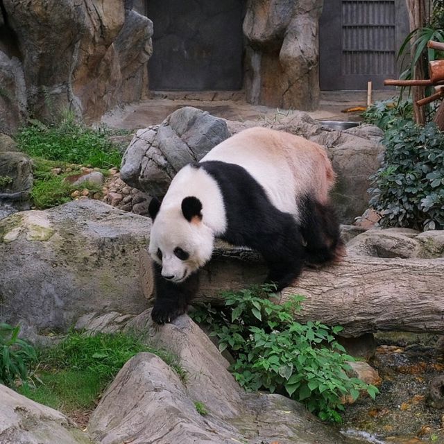 ดูแพนด้าที่ Ocean Park Hongkong 