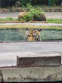 Tiger Park Pattaya ใกล้ชิดเสือตัวเป็นๆ