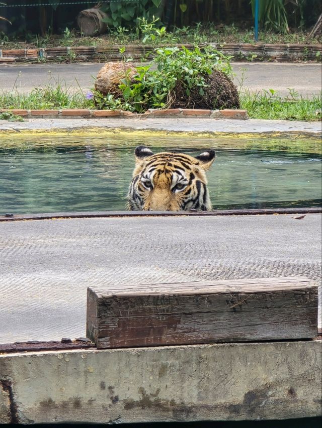 Tiger Park Pattaya ใกล้ชิดเสือตัวเป็นๆ