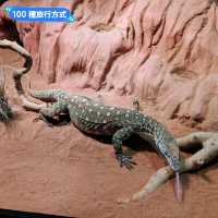 澳洲雪梨-野生動物園與無尾熊合照：Featherdale野生動物園