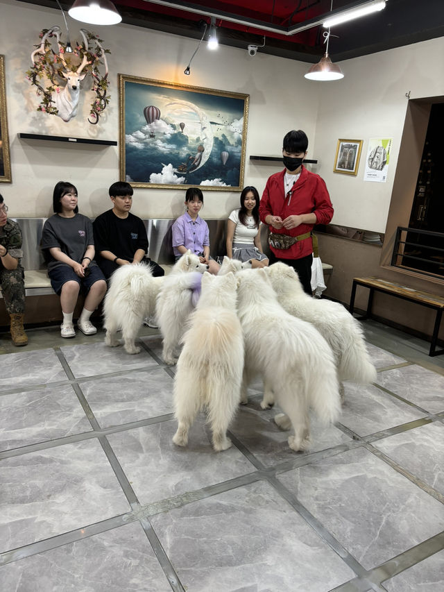 홍대 사모예드 카페