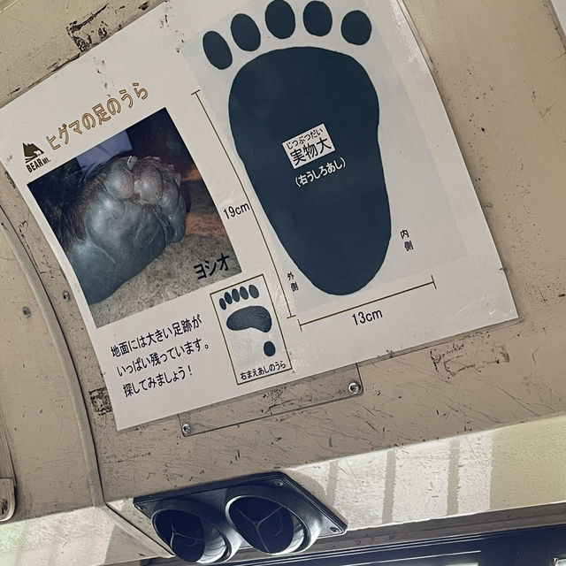 探險⚠️深入棕熊聚居地