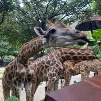 多摩動物公園～親子遊好地方