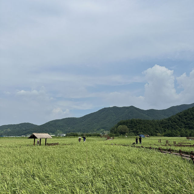 여름향기 낭낭🌳 푸른 하늘과 초록빛이 어우러진 순천만 습지