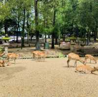 奈良公園の　鹿！！